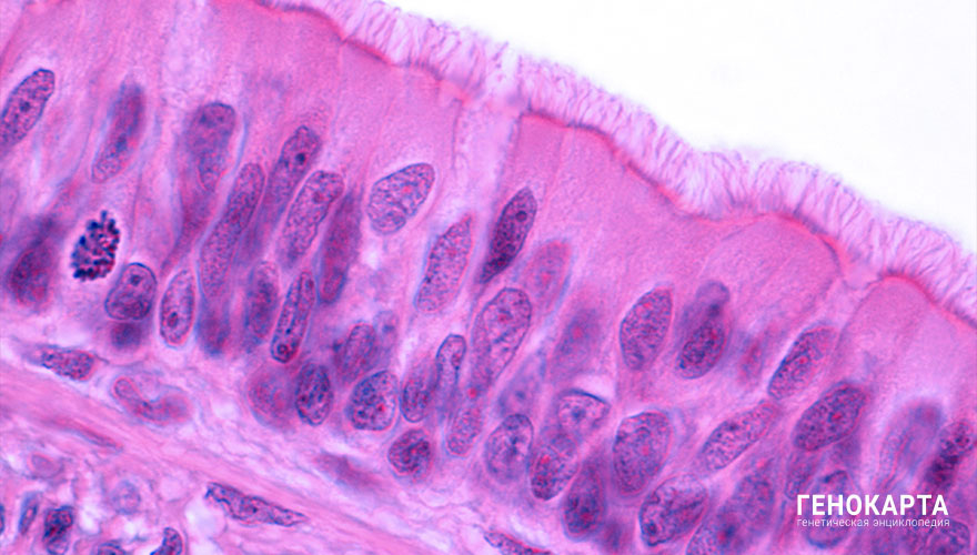 Jose Luis Calvo // shutterstock.com