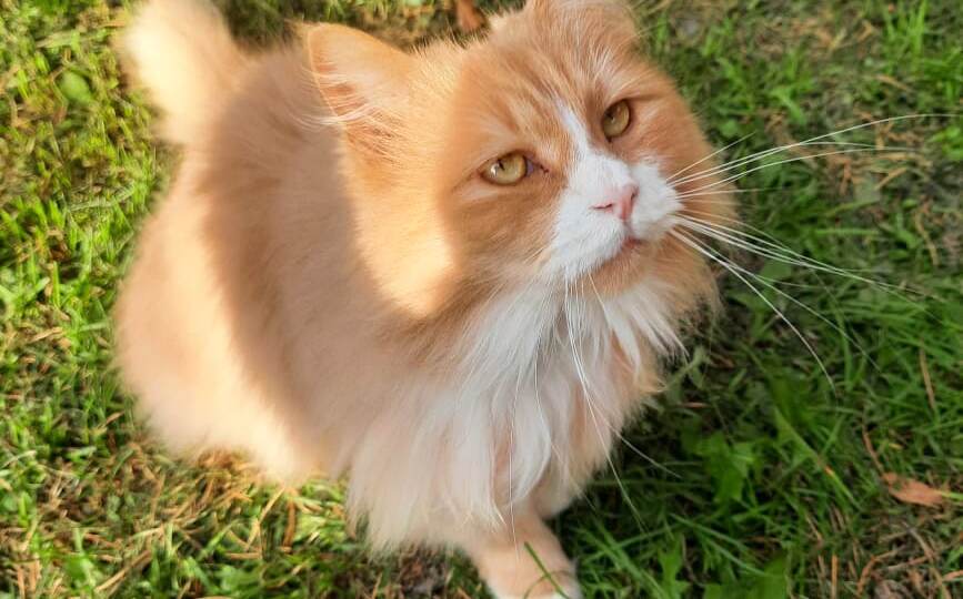 ❗ДОМА❗ Без еды, воды и отопления кот погибает на даче!