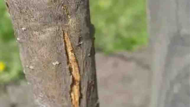 Трещина в коре после зимы