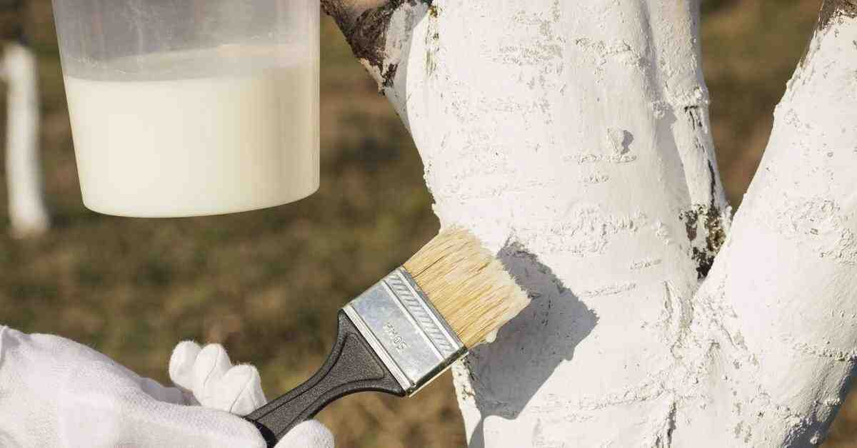 Побелка деревьев осенью смесью на основе извести