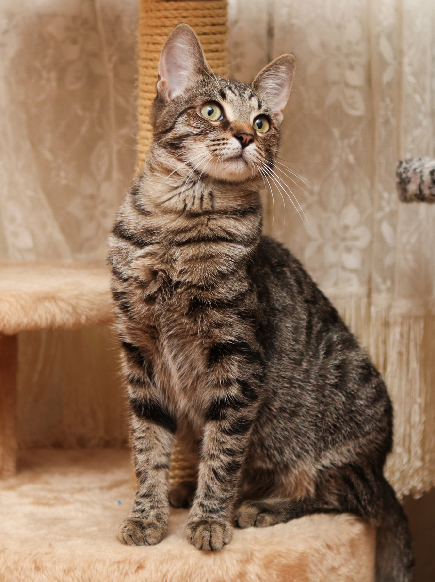 Кот Кекс, 2 года, здоров, привит, кастрирован, ждёт дом +7 903 266-04-05