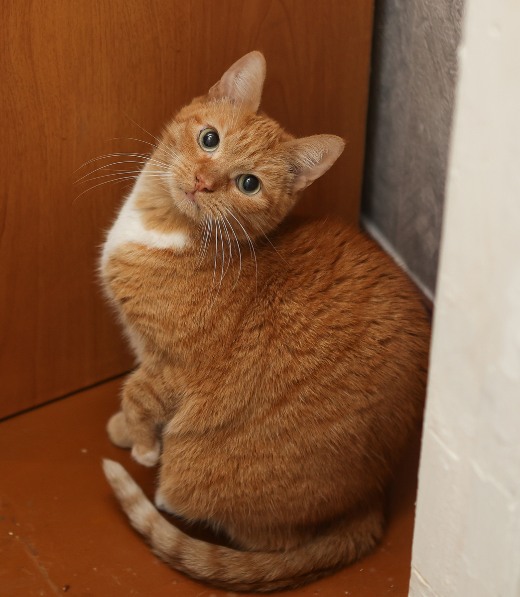 Кошка Голди, 2,5 года, здорова, привита, стерилизована, ждёт дом +7 903 266-04-05