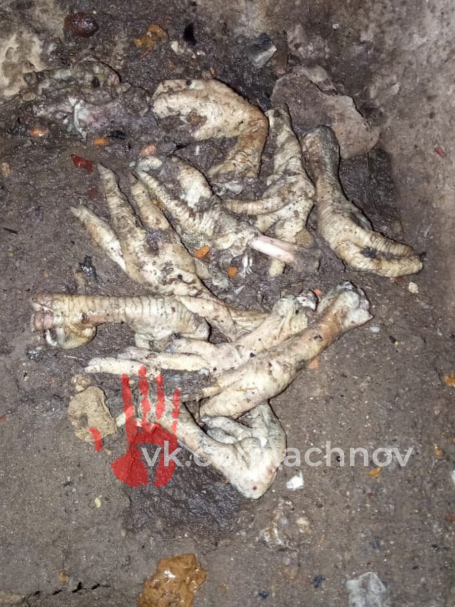 Это куриные лапы ватащили из канализации