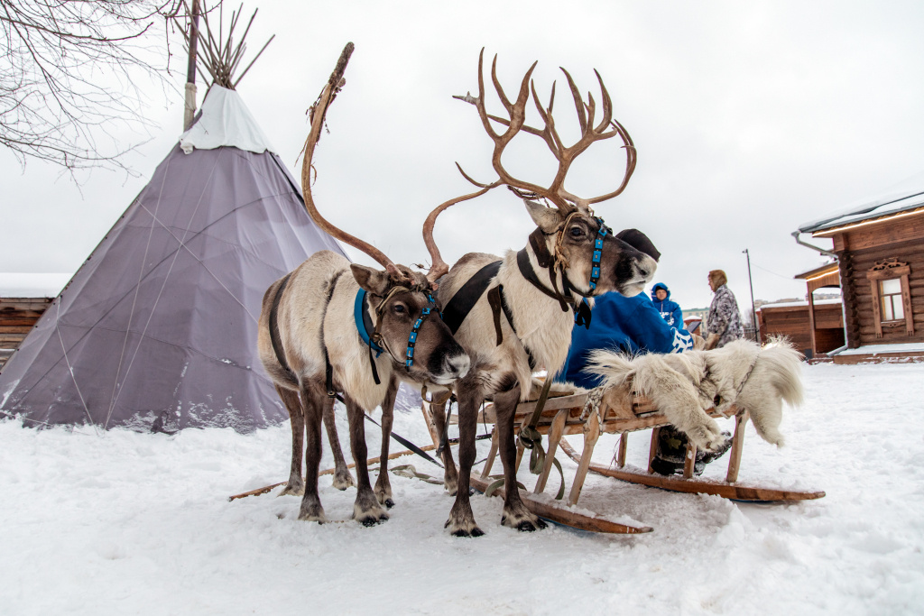    Охота за северным сиянием, катание на оленях и тур на ледокол: что россияне запланировали на зиму
