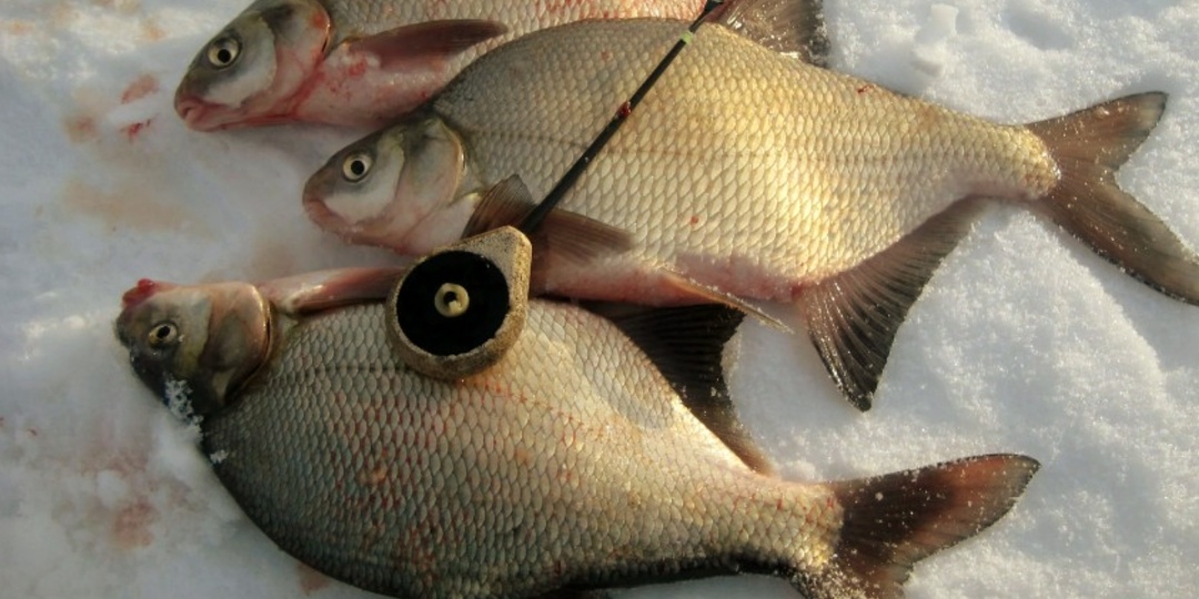 Почему лещ не клюёт? 3 главных ошибки зимней поплавочной ловли