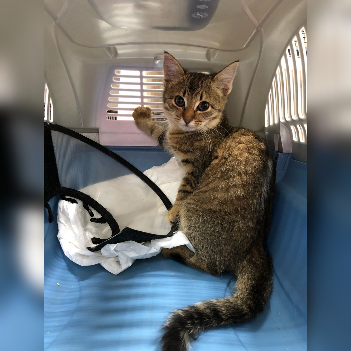 Скалолазка найдена на улице.