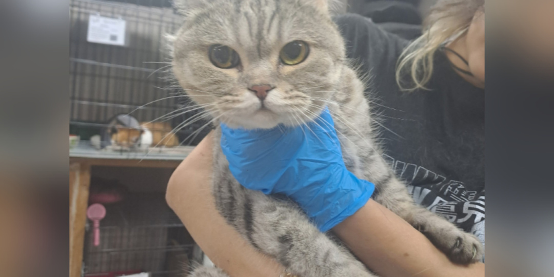 Уличная жизнь и семейные обстоятельства привели их в приют