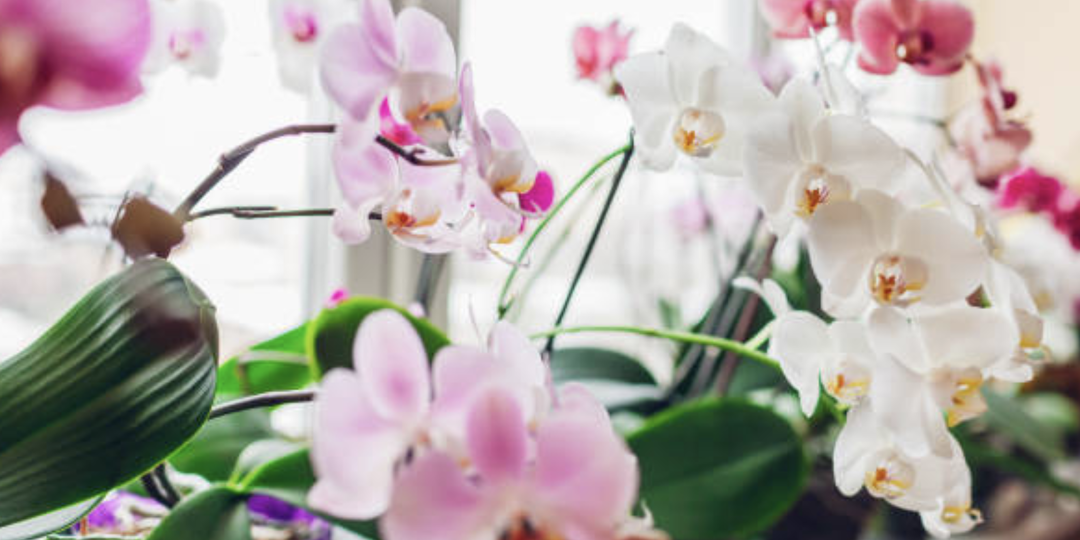 Выращивание орхидей в сфагнуме: секрет здоровых корней и обильного цветения.