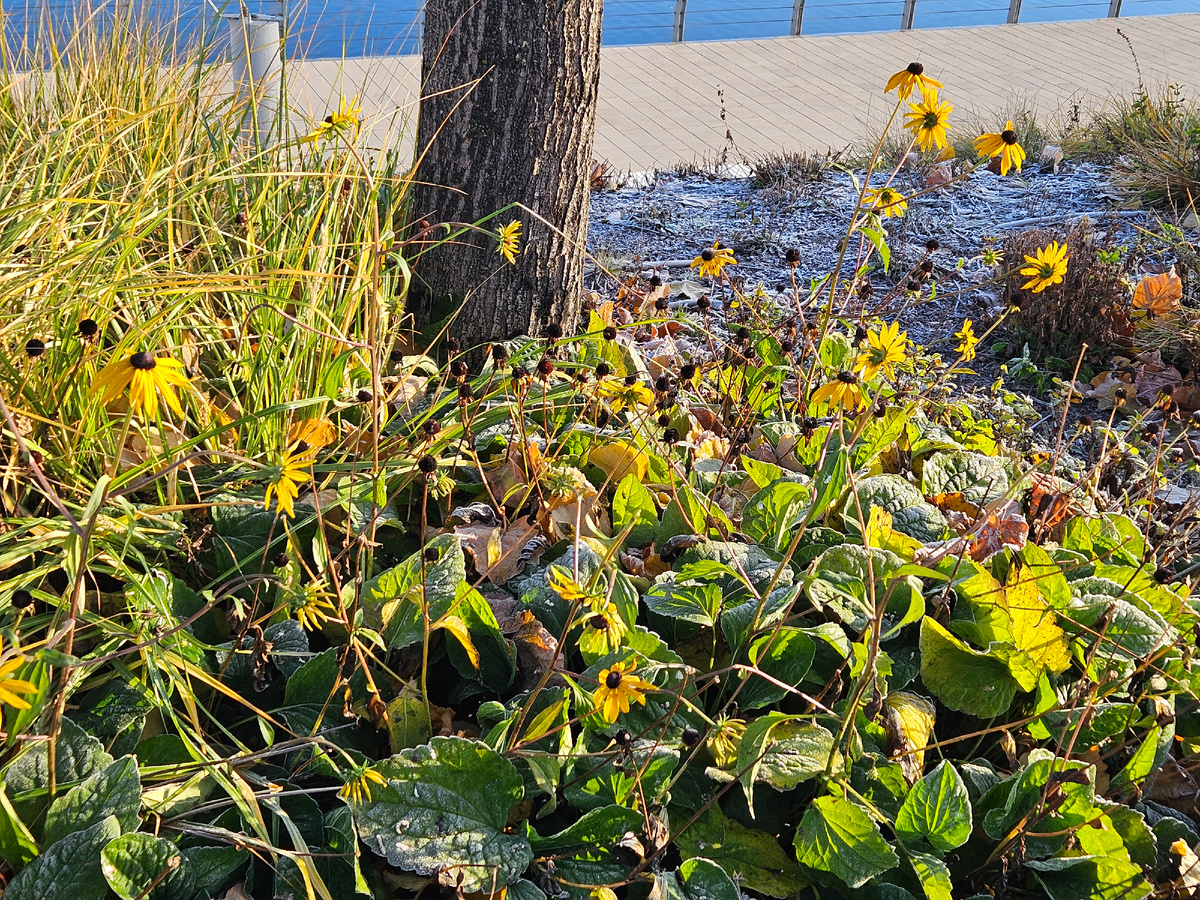 Рудбекия под деревьями