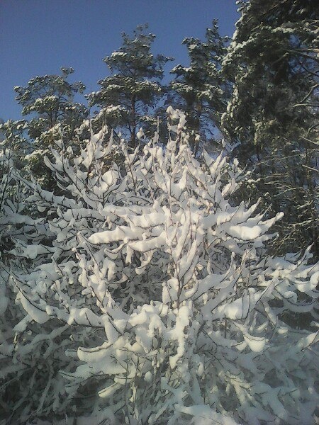 Фото автора. Голицыно. Лес. 