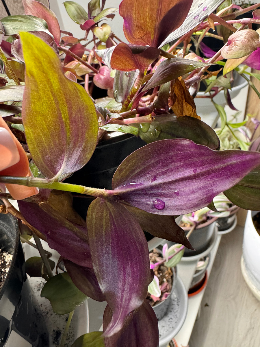 Внутренняя сторона листа