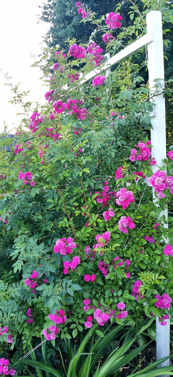 Этой розе третье лето