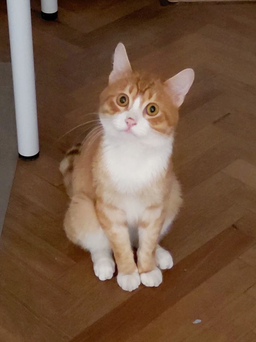 Счастливо пристроенный уже взрослым котик Филя