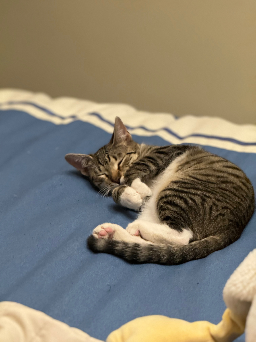 Килечка. Была диким котенком, но нашла свою хозяйку и стала самой ласковой!