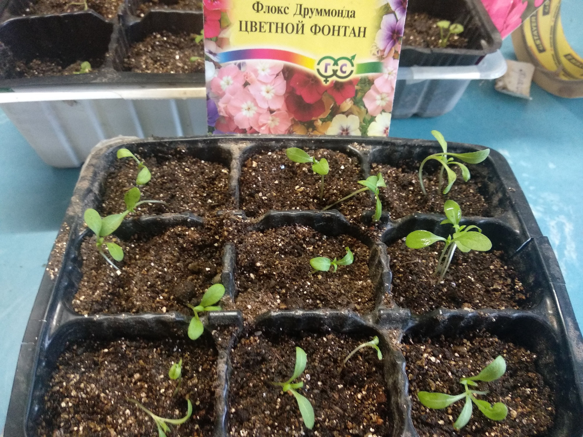 Всходы флокса Друммонда. Фото автора