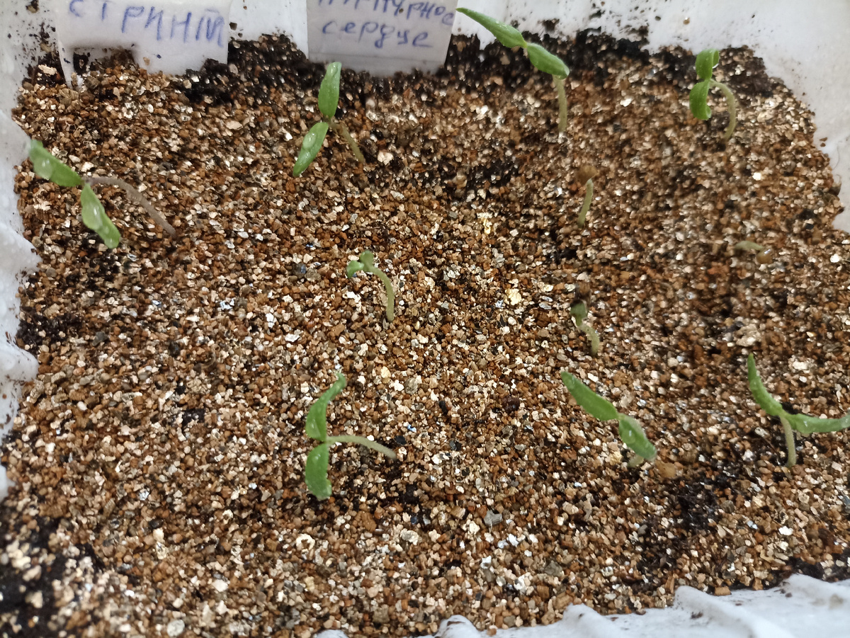 Правильный грунт. Фото автора