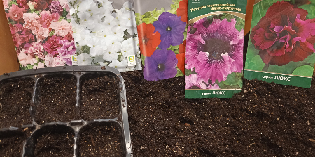 3 ошибки при посеве семян, которые убивают рассаду (и как их избежать)