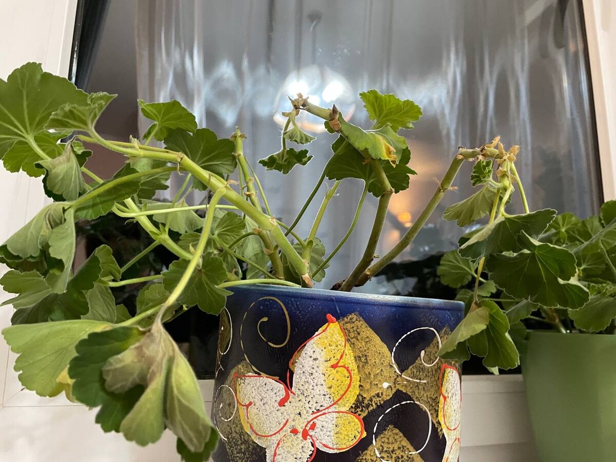 Все, что осталось от пеларгонии. Не знаю, оживет ли. Фото автора