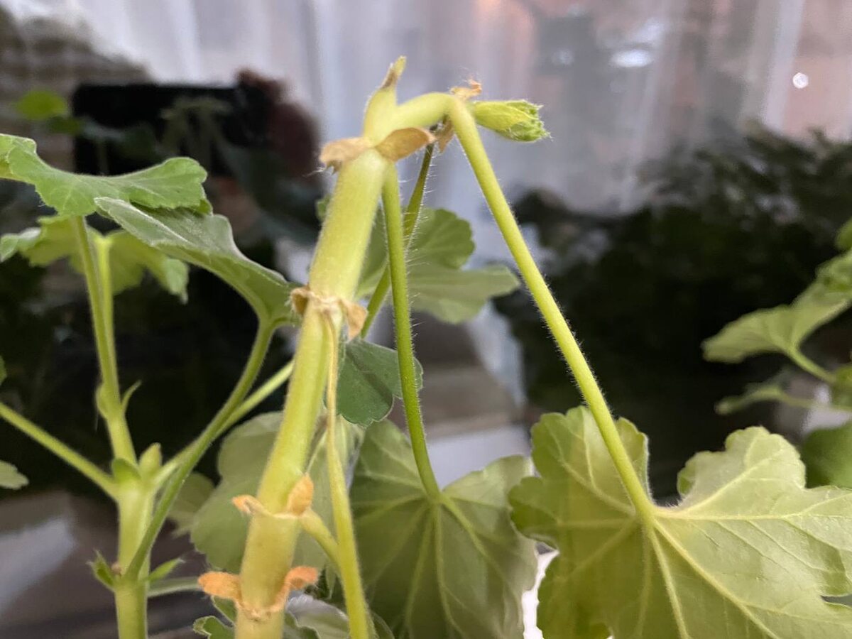 Листья стали сохнуть прямо от ствола. Фото автора