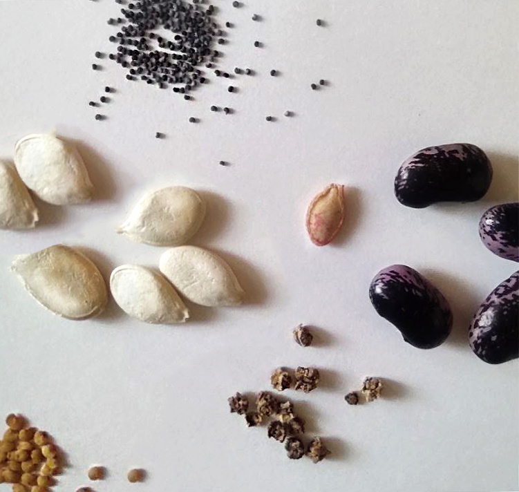 по размеру все семена разные