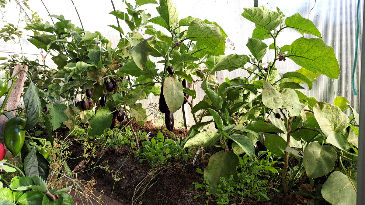 Общее фото баклажан после лечения