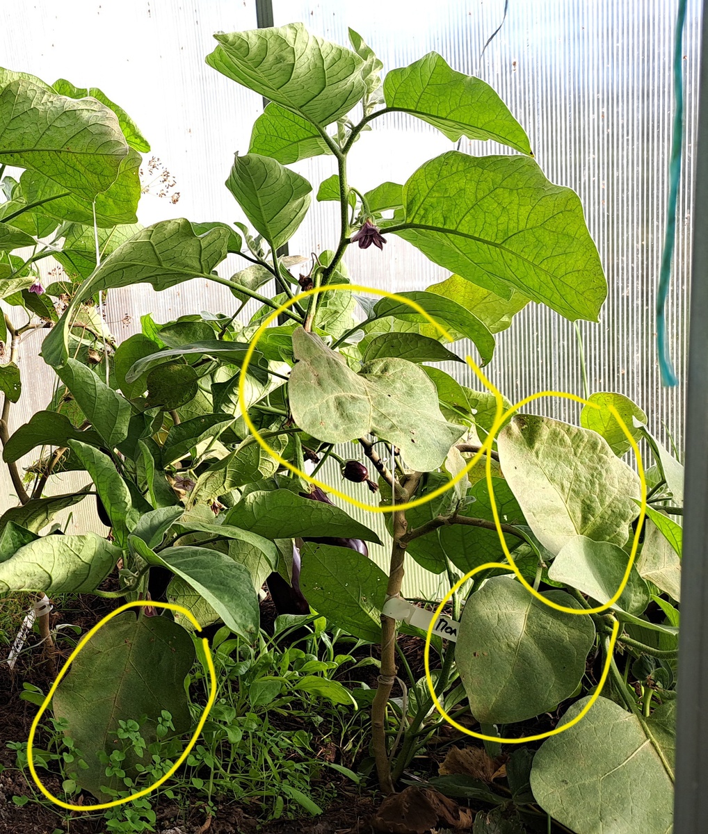 Жёлтым - пораженные паутинным клещом листья; выше - выросшие после лечения гомеопатией, здоровые и крупные