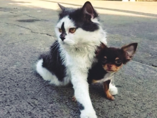 Как кошка воспринимает маленькую собачку: как сородича, врага или как добычу