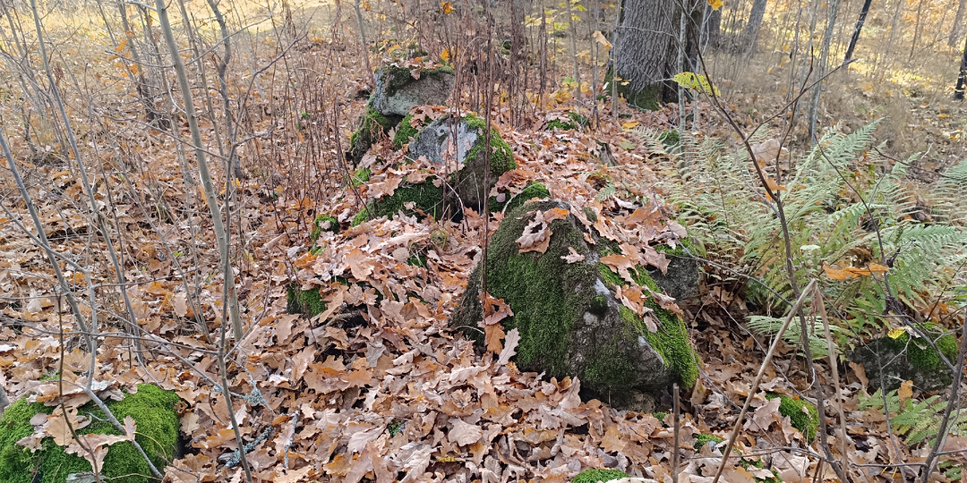 Дубовые листья: хруст солений и забытый вкус дубового кваса. Часть 3