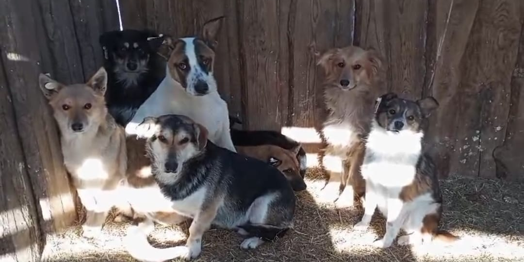 Наши хвостики очень ждут свои теплые уютные будочки! 🙏🙏🙏