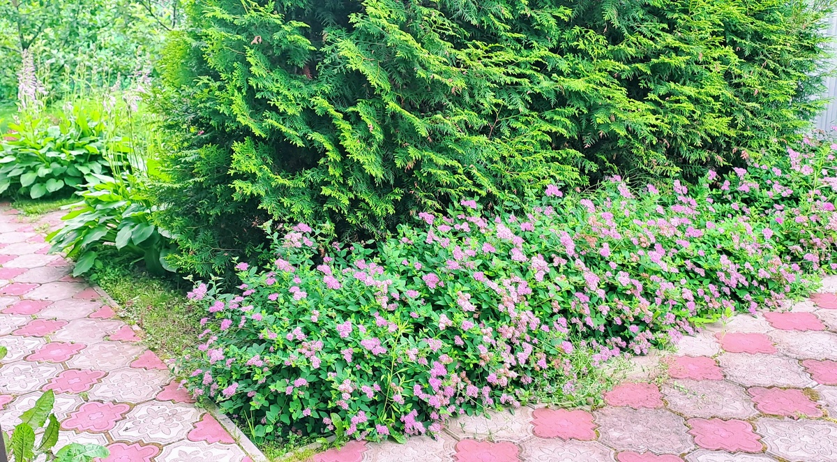 Японская спирея Литл Принцесс высажена вдоль дорожки, ведущей к дому. Солнца здесь не много, но кустик хорошо себя чувствует и  неплохо цветет