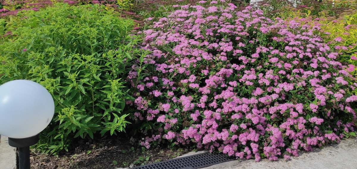 Спирея Литл Принцесс на ярком солнце обильно цветет, но немного выгорает и становится бледнее (фото из открытых источников)