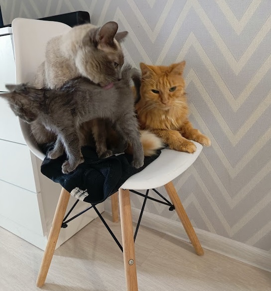  Ириска ухаживает за Пикси, вылизывает её.