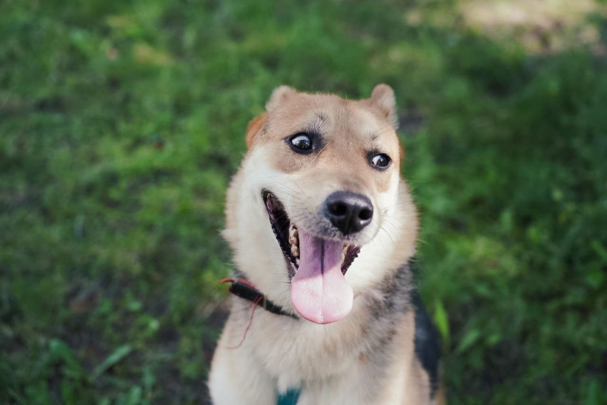 - Уф, наконец-то вывели из приюта на прогулку!