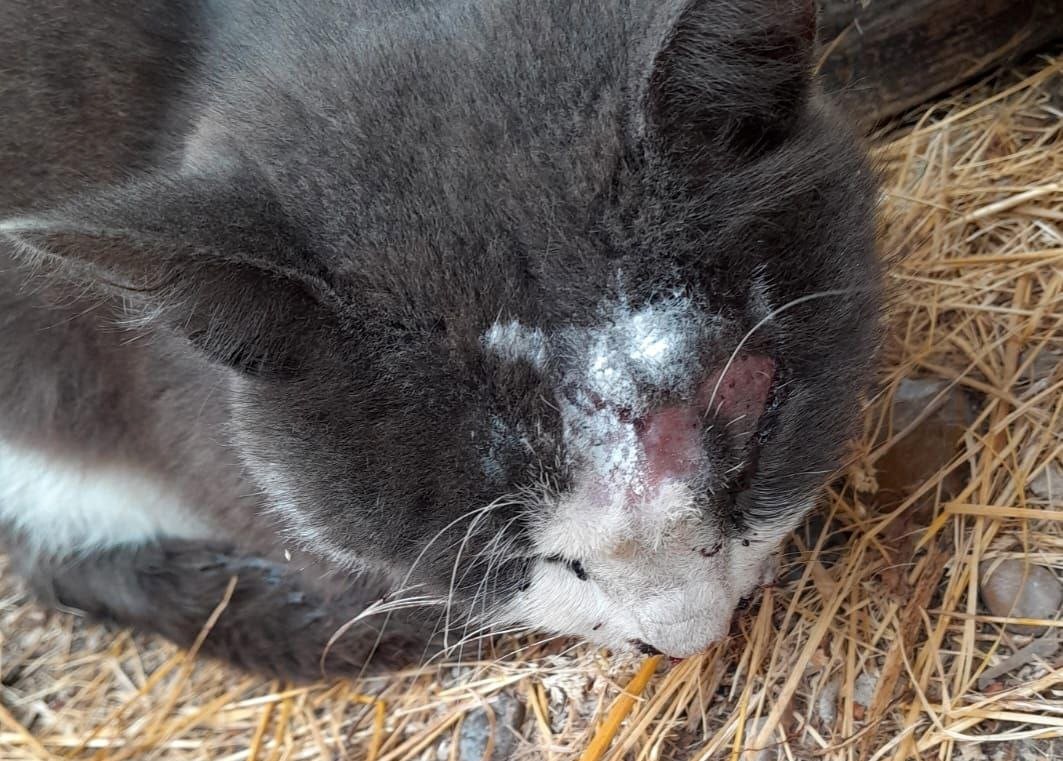     Фото: телеграм-канал «Клякса» / t.me/klyaksa_priyut