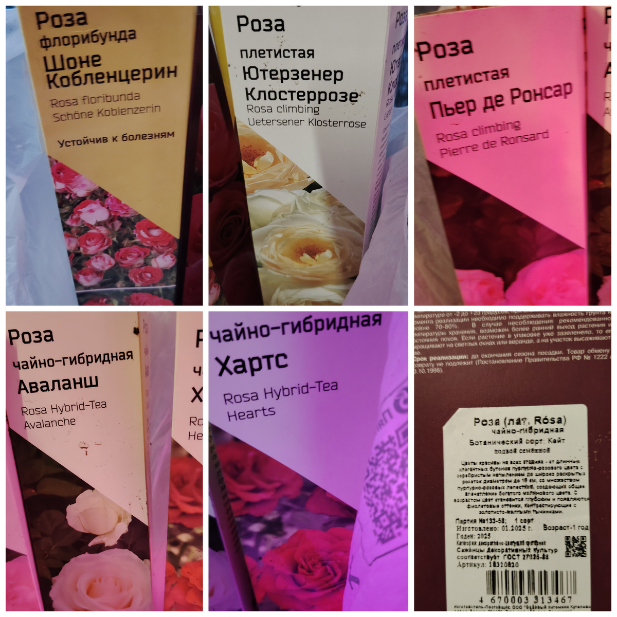 Саженцы роз в коробках