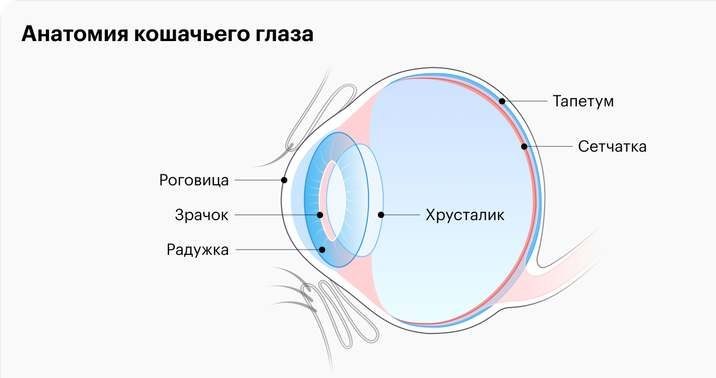 Строение кошачьего глаза с тапетум люцидум