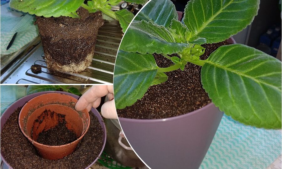 Выращивание Глоксинии из семян — пошагово, мой удачный опыт