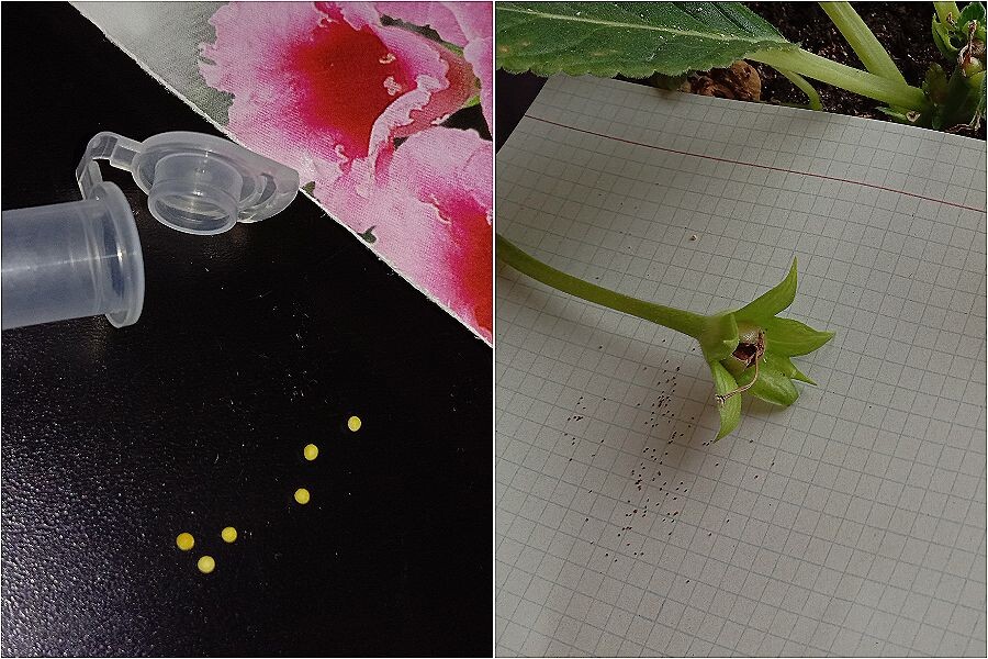 На фото: слева - магазинные дражированные семена; справа - семена, собранные с домашней Глоксинии.