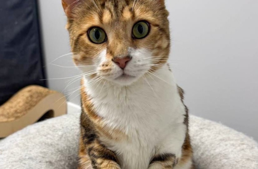 Два года безуспешных попыток найти дом... И все безрезультатно. Никто даже ни разу не звонил по объявлениям