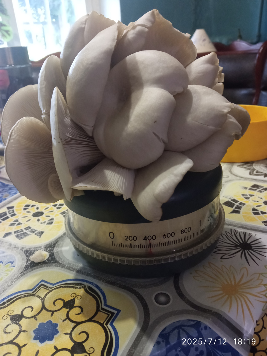 Фото автора, собрали урожай, взвесила кучку вешенок, в среднем такие "грибные бороды" по 400-600 граммлв были.