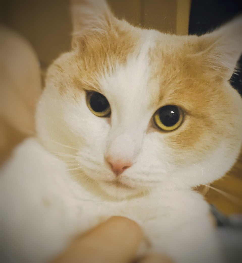 Раскусил план двуногих.