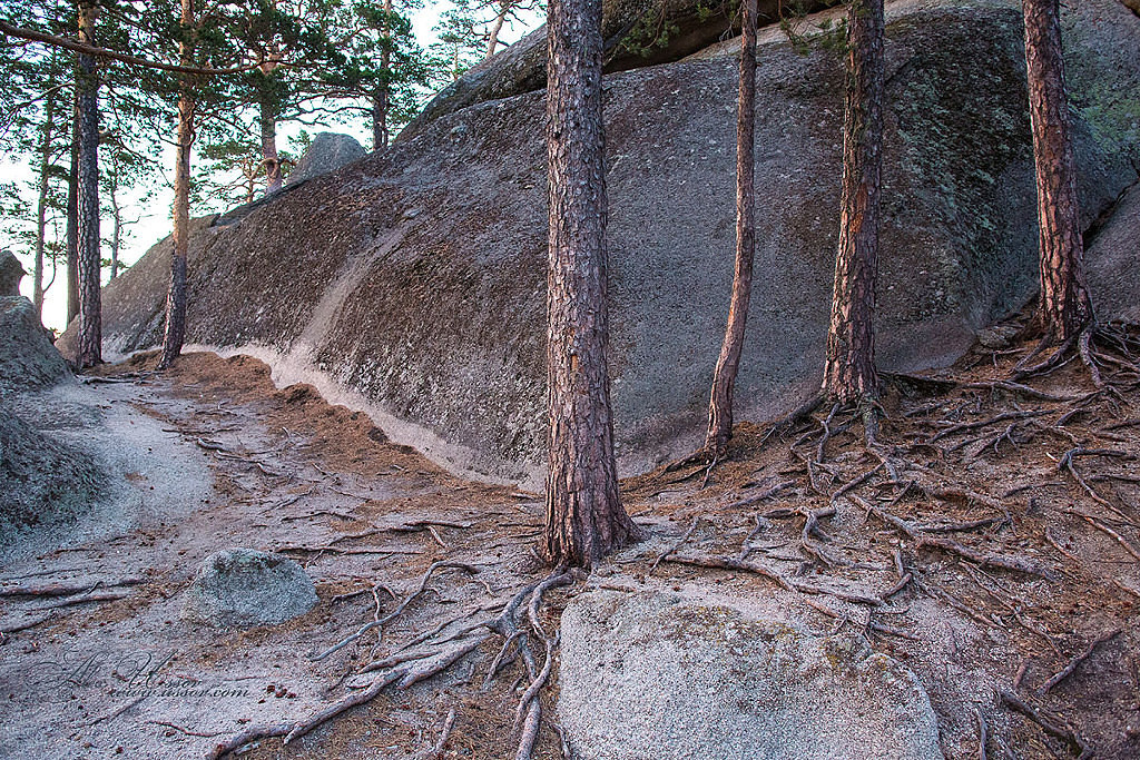 Так в Боровом растут сосны