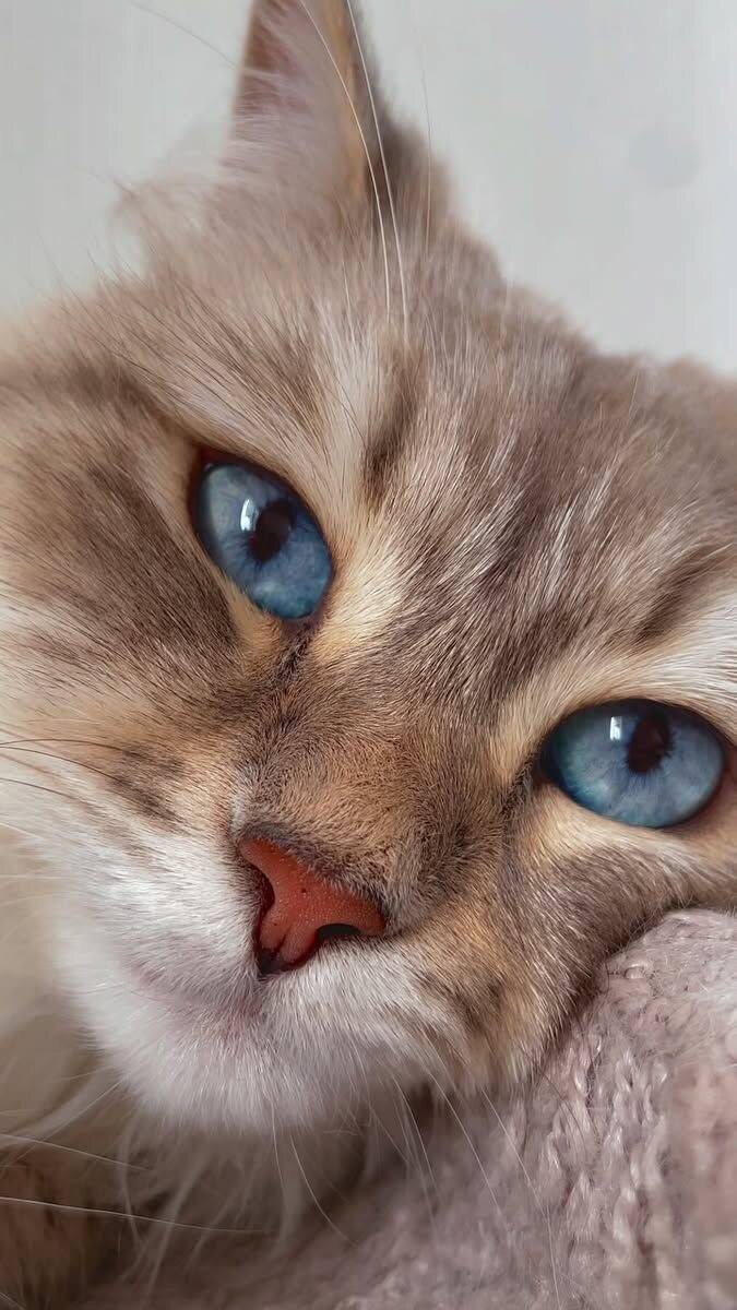 Невская маскарадная