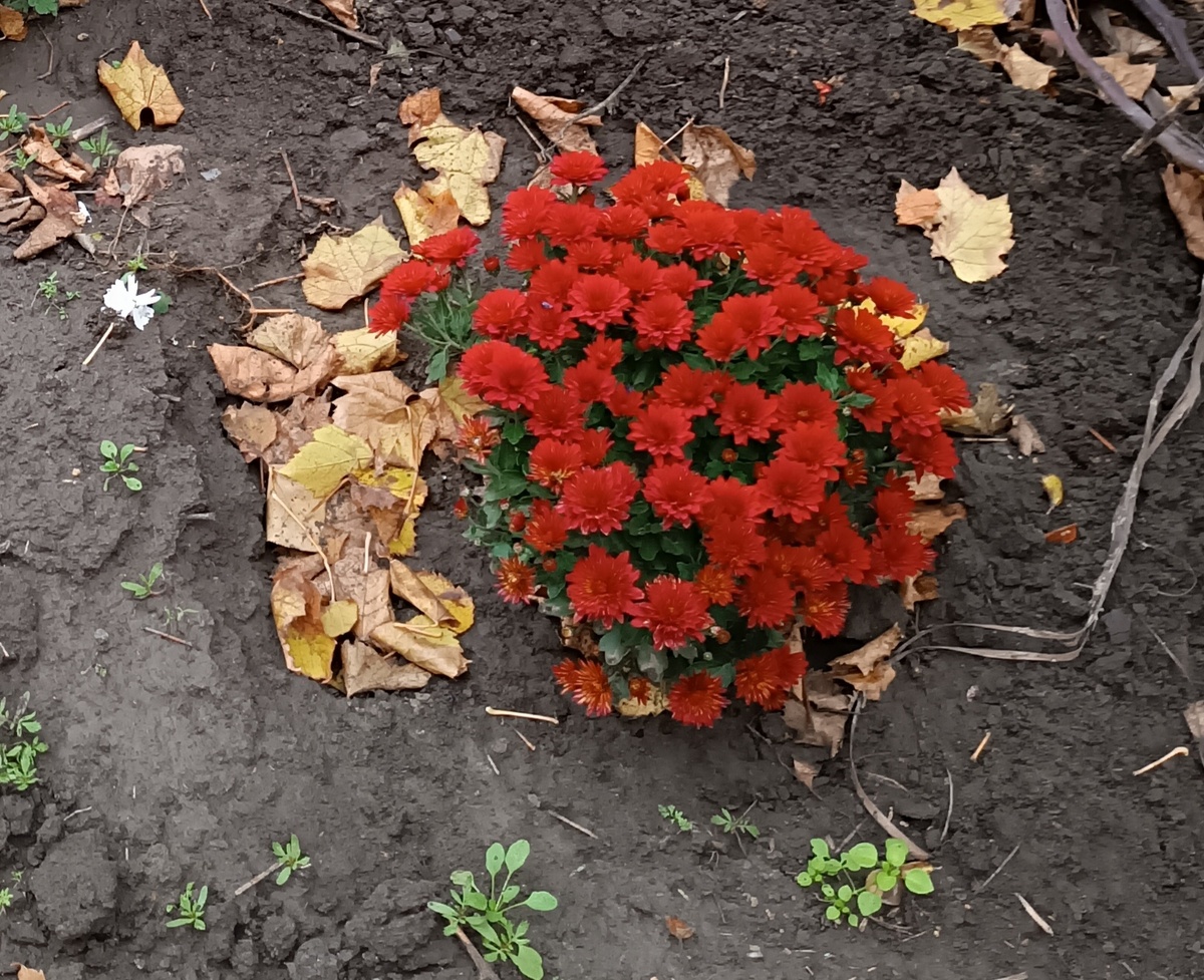 Яркие краски осени