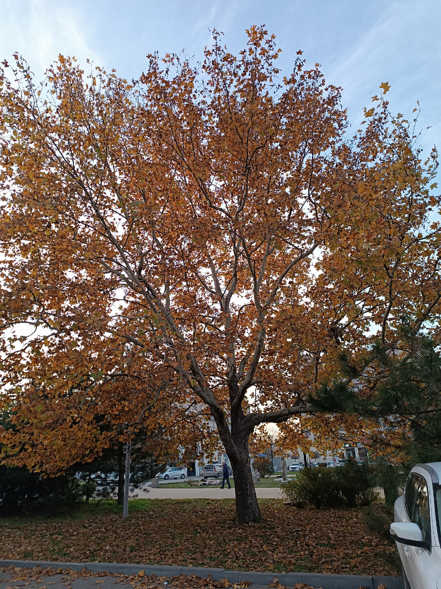 Осень в городе