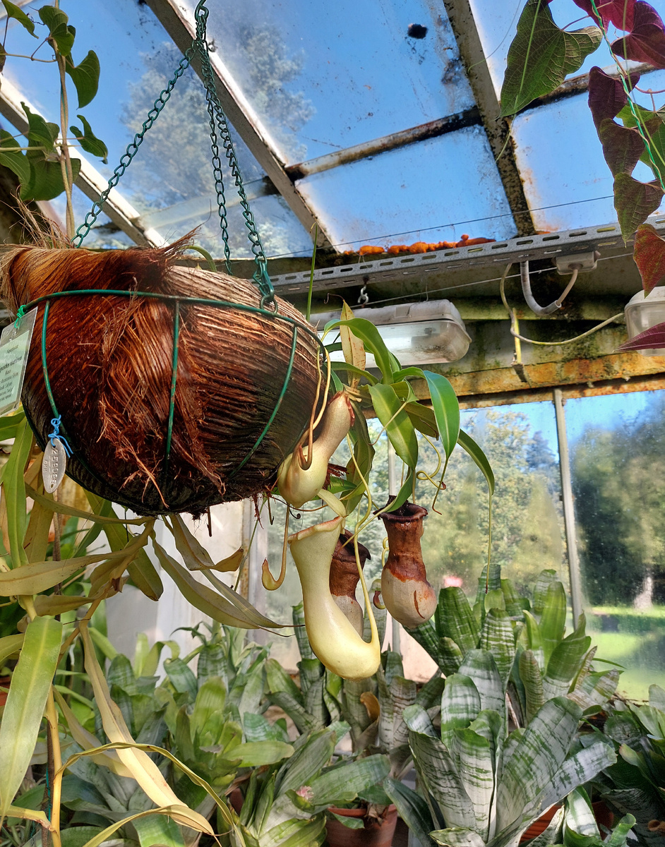 Кувшиночник - хищное растение.