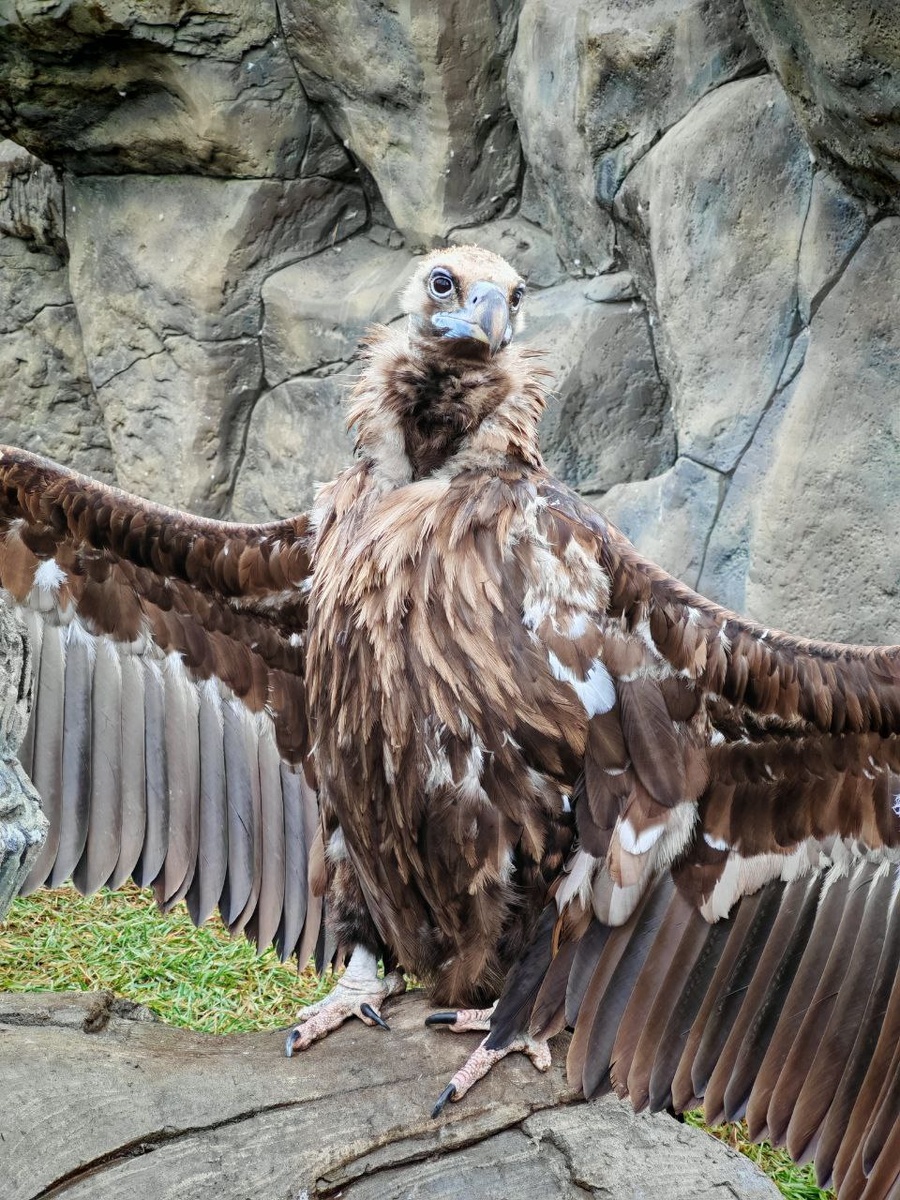 Гриф, Казанский зооботсад.