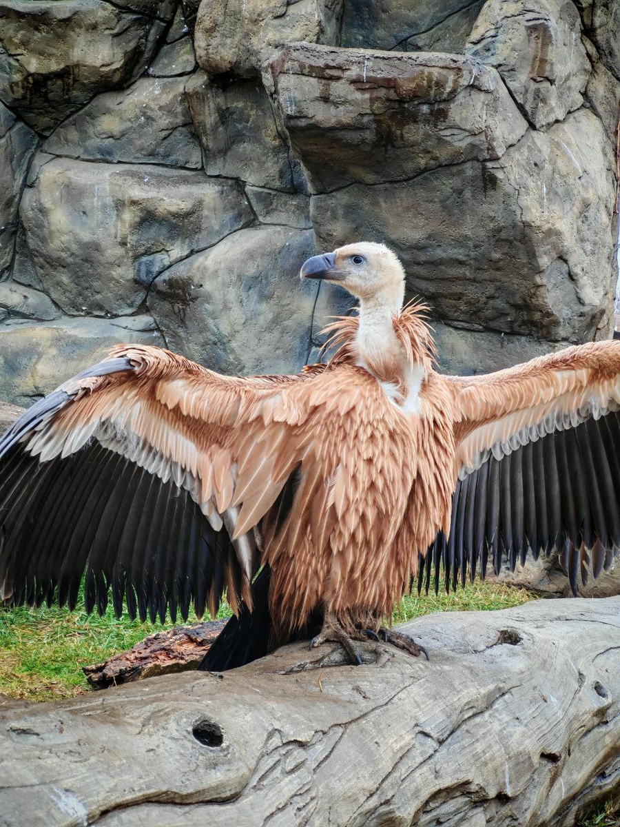 Белоголовый сип, Казанский зооботсад.