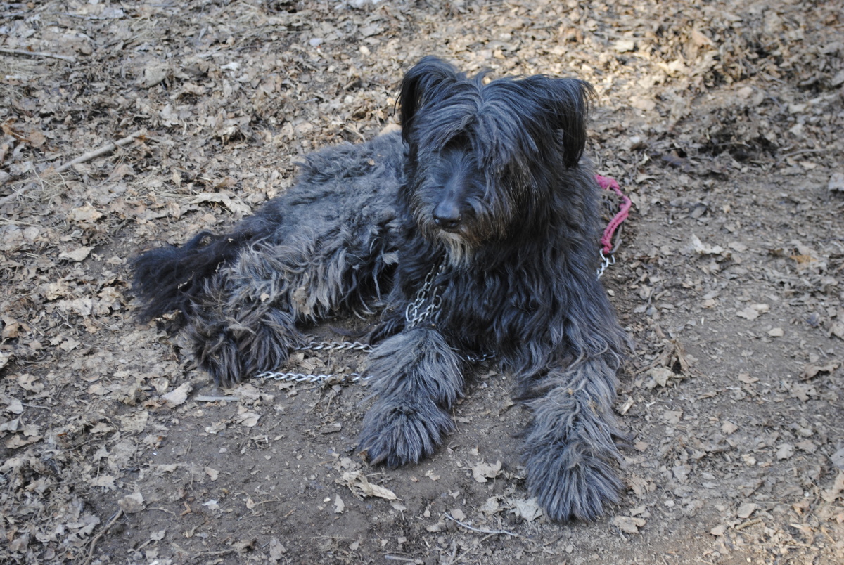 Боба, лапоть лаптем 