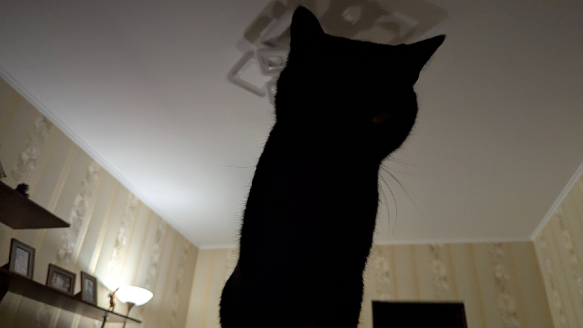 Усатый диктатор